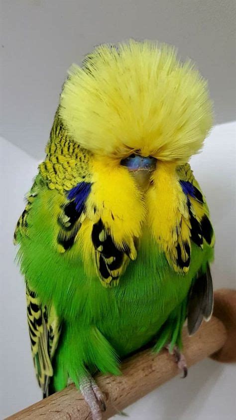 16 Show Budgies ideas | budgies, show budgies, budgerigar