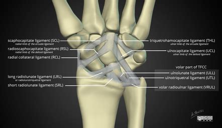 Ulnar Collateral Ligament Wrist Mri