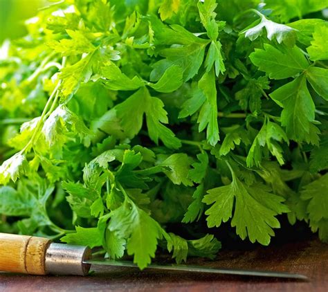 Fresh coriander leaves have the best flavour | Lime margarita ...