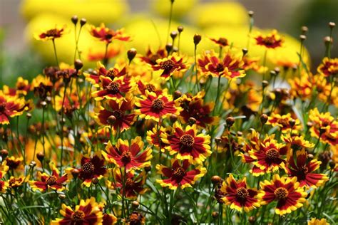 Coreopsis varieties: differences & growing tips - Plantura