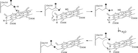 Figure 4 from Mechanism of formation of the ester linkage between heme and Glu310 of CYP4B1: 18O ...