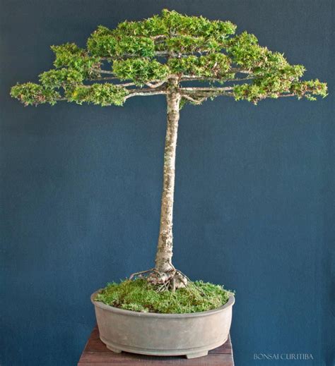 Bonsai imitando araucária. Bonsai Art, Bonsai Plants, Bonsai Garden, Garden Trees, Diy Garden ...