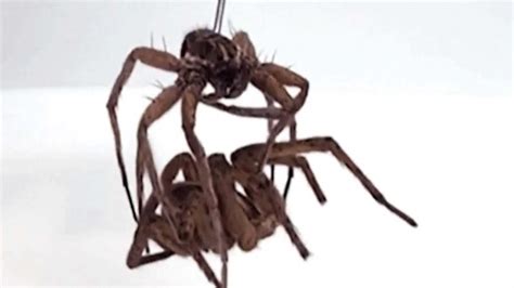 Engineers Discover Dead Spiders Great at Gripping Things - YouTube