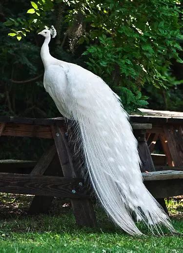 White Peacock Overview, Facts And Symbolism - Peacock Farming