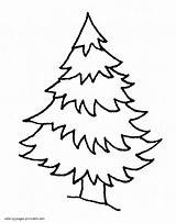 Evergreen Tree Printables Coloring Pages sketch template