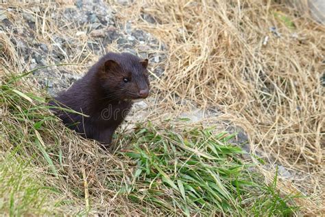 Wild Mink Mustela Lutreola Lookking from Burrow. Predatory Furry Mammal Hunting in Nature. Stock ...