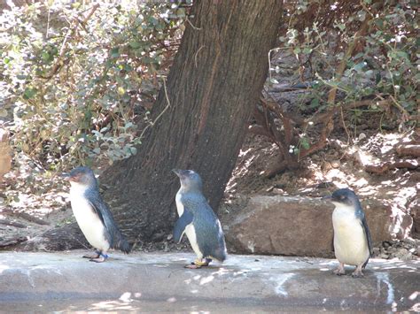 Melbourne Zoo 2008 - Fairy Penguins - ZooChat