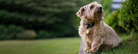 Norfolk Terrier | Dog Breed Facts and Information - Wag! Dog Walking