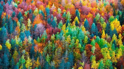 Colorful Forest Wallpapers - Top Free Colorful Forest Backgrounds ...