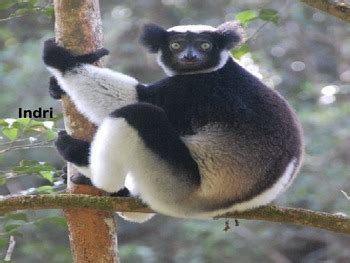 Indri - Endangered Lemur - Power Point - Information Facts Pictures