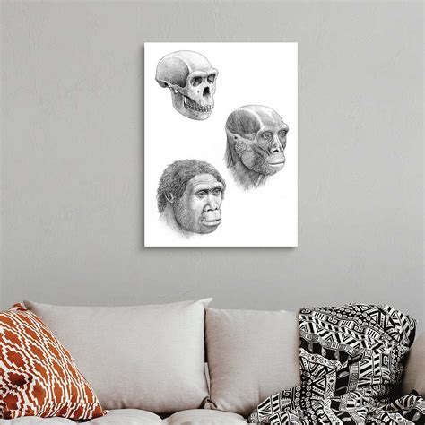 Homo ergaster Wall Art, Canvas Prints, Framed Prints, Wall Peels ...