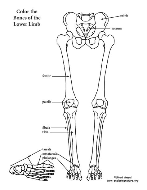 Pin on Anatomy & Physiology