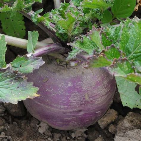 Turnip: Purple Top White Globe #513 – Best Cool Seeds