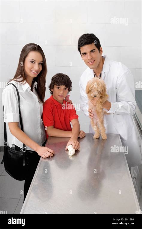 Vet examining a dog Stock Photo - Alamy