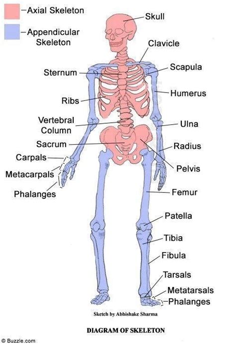 Appendicular Skeleton Diagram