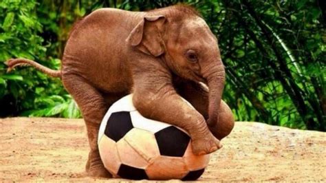 Animals Playing Soccer. Just As Awesome As You Would Expect. | The18