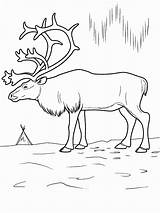 Arctic Animals coloring pages – Artofit sketch template