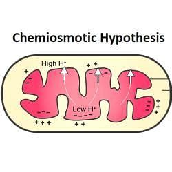 Chemiosmotic Hypothesis - Biology for ACT PDF Download