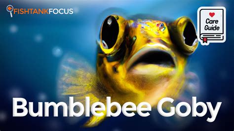 Bumblebee Goby: Complete Guide to Care Including Tank Setup, Mates, Diet & More