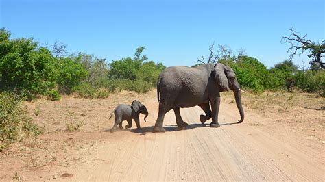 Botswana: Chobe Nationalpark | Whale of a Time Travelblog