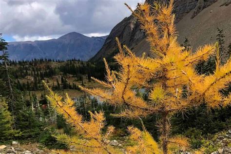 What are larch trees? Fun facts about tamaracks and larches