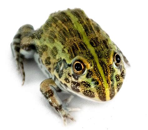 Giant Pixie Frog - Pyxicephalus edulis (Captive Bred)