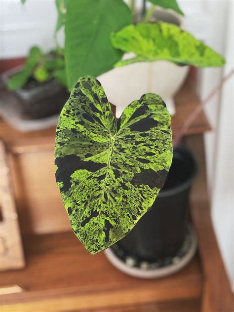 Each new leaf is incredible : houseplants