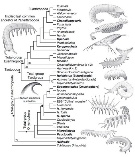 Hallucigenia sparsa encuentra su sitio | Science and nature, Homonyms, Taxon