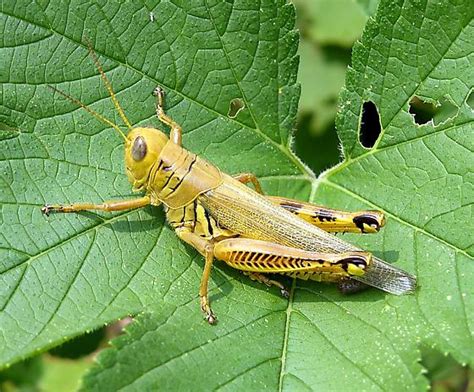 Yellow Grasshopper - Melanoplus differentialis - BugGuide.Net