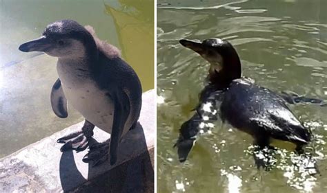 Tiny penguin starts swimming lessons after they were NEGLECTED by ...