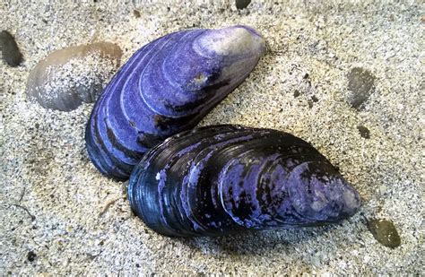 Blue mussel, Mussel shell, Mussels