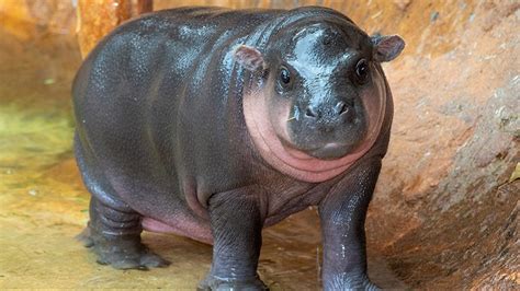 CUTE ALERT: Baby pygmy hippo makes debut at Zoo Miami | firstcoastnews.com