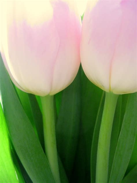 it's the little things: pretty tulips