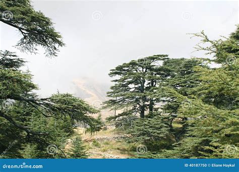 Cedar Forest, Lebanon stock photo. Image of cedrus, mysterious - 40187750