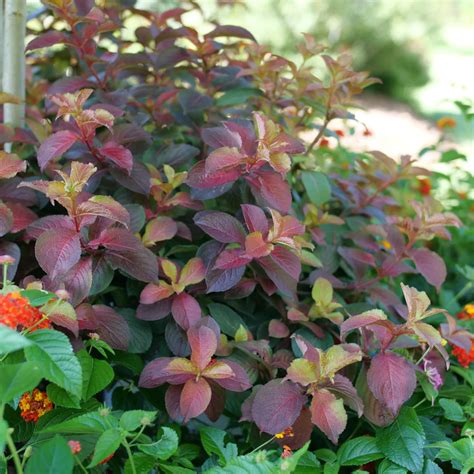 Orange and red foliage steals the show in summer and fall! Compact habit is perfect for small ...