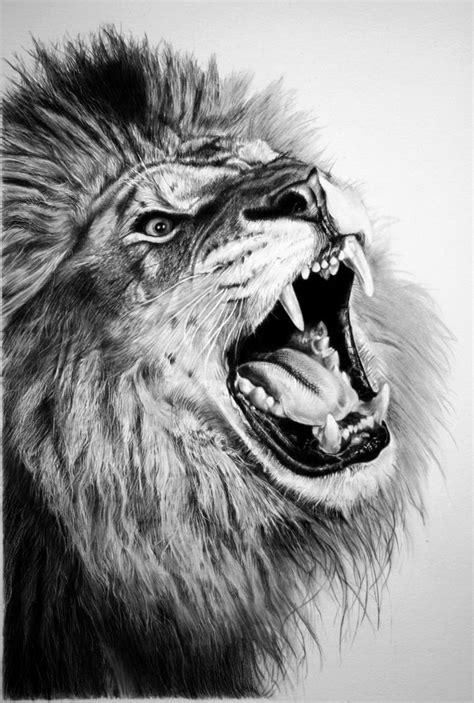 Angry Lion Sketch at PaintingValley.com | Explore collection of Angry Lion Sketch