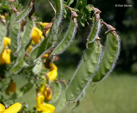 Cytisus scoparius - Alchetron, The Free Social Encyclopedia