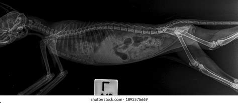 1,909 Cat xray Images, Stock Photos & Vectors | Shutterstock