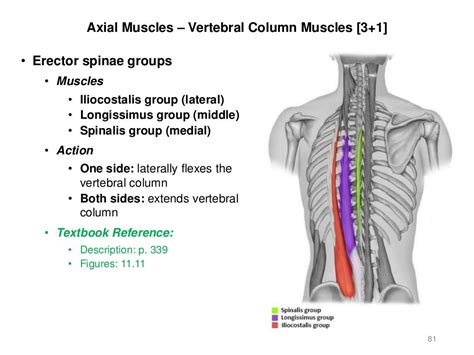 Activities 5/6 - Appendicular & Axial Muscles