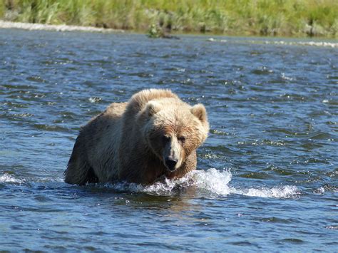 Kodiak Island Brown Bear – Kodiak Island Fishing Lodge, Kodiak Island ...