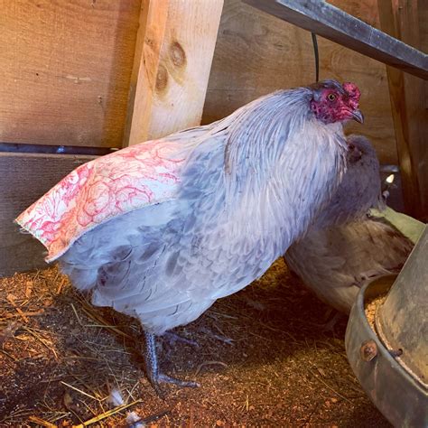 Lavender Self-Blue Ameraucana Hatching Eggs Shipped