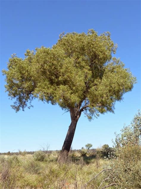 Ian Fraser, talking naturally: Kurrajongs and Bottle Trees