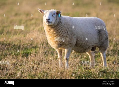 Backlit, standing, male sheep or ram staring at camera and chewing ...