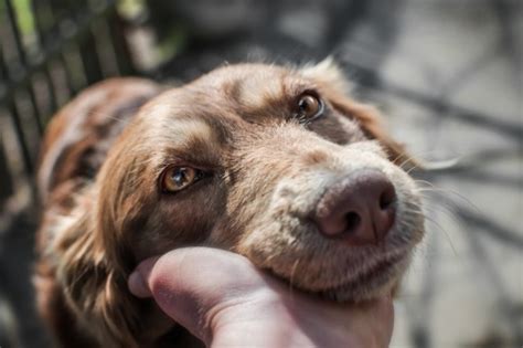 StudyPages - Using a combination of therapies for treatment of nasal cancer in dogs