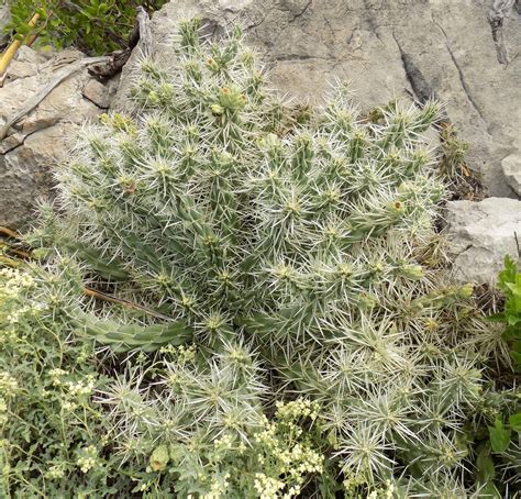 Cylindropuntia tunicata – Cholla Web