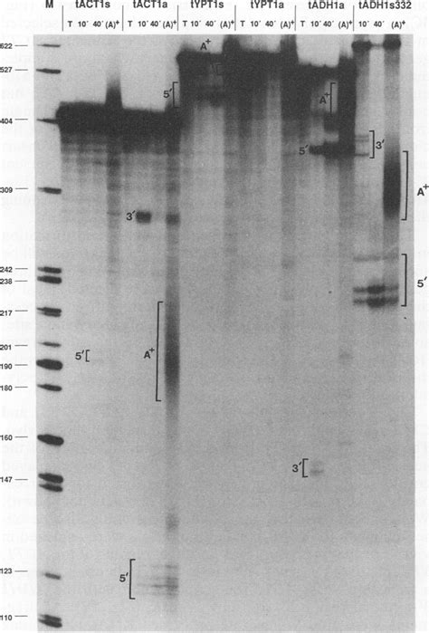 Polyacrylamide gel analysis of the products formed during the in vitro... | Download Scientific ...