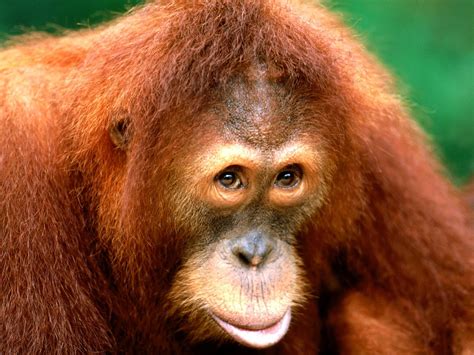 Animal Orangutan Wallpaper