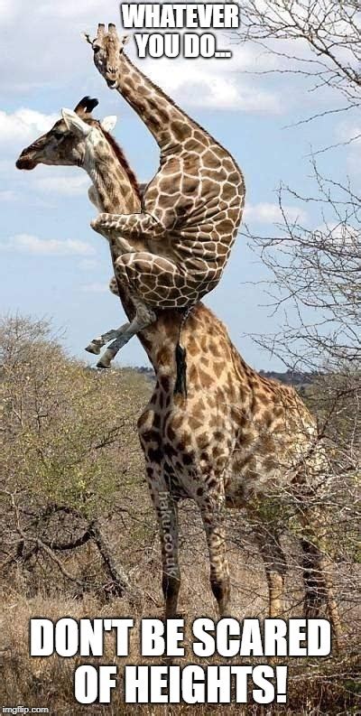 Funny Giraffe - Imgflip