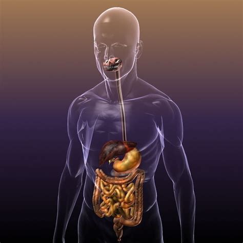 Digestive System in a Human Body 3D model | CGTrader