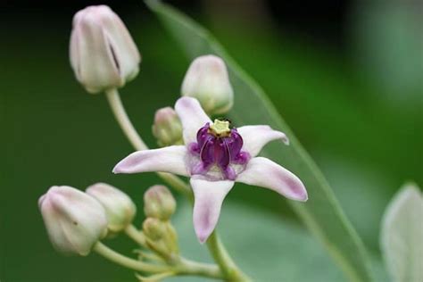 13 Common Flowers that are Poisonous | Toxic Flowers